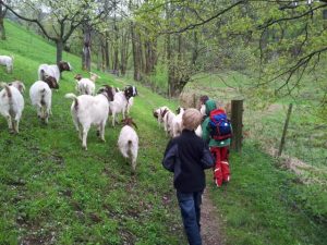 Durch das Hochmoor zur Grünhütte