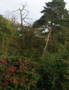 Dreierlei in Willstätt