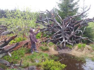 Durch das Hochmoor zur Grünhütte