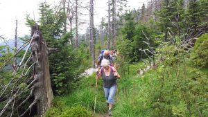 Durch das Hochmoor zur Grünhütte