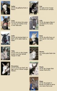 Durch das Hochmoor zur Grünhütte