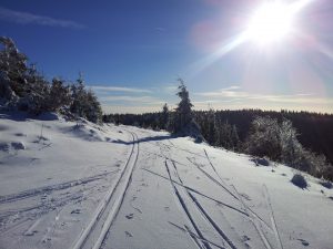Durch das Hochmoor zur Grünhütte