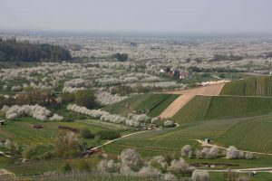 Durch das Hochmoor zur Grünhütte