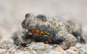 Dreierlei in Willstätt