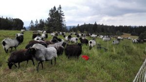 Durch das Hochmoor zur Grünhütte