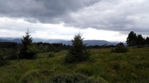 Durch das Hochmoor zur Grünhütte