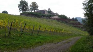 Durch das Hochmoor zur Grünhütte