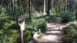 Durch das Hochmoor zur Grünhütte