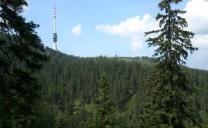 Durch das Hochmoor zur Grünhütte