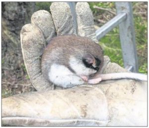 Durch das Hochmoor zur Grünhütte