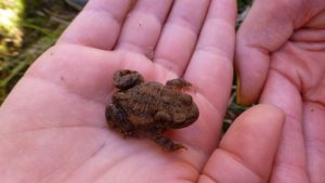 Durch das Hochmoor zur Grünhütte