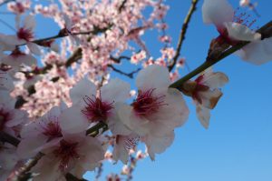 Durch das Hochmoor zur Grünhütte