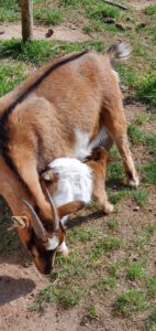 Durch das Hochmoor zur Grünhütte